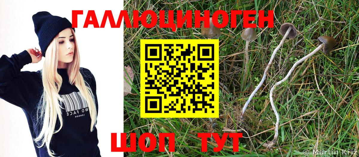 Галлюциногенные грибы MAGIC MUSHROOMS  Вход с VPN  Псилоцибиновые грибы Cubensis  Пугачёв 